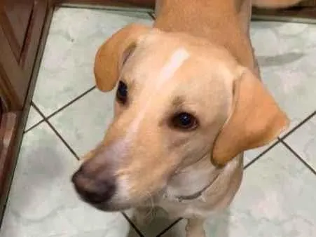 Cachorro ra a SRD-ViraLata idade 4 anos nome Rocky GRATIFICA