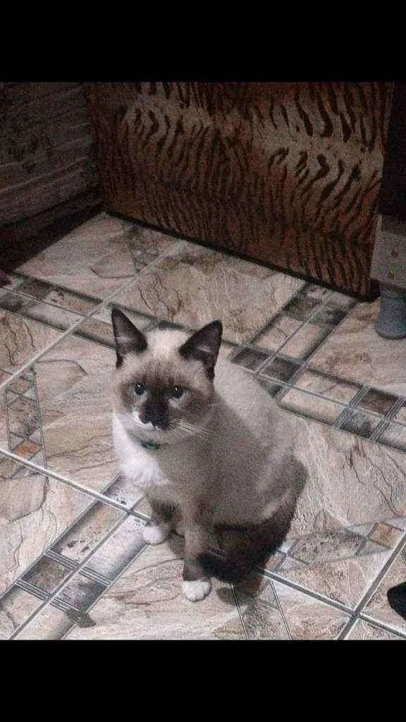 Gato ra a Siamês  idade 2 a 6 meses nome Tico