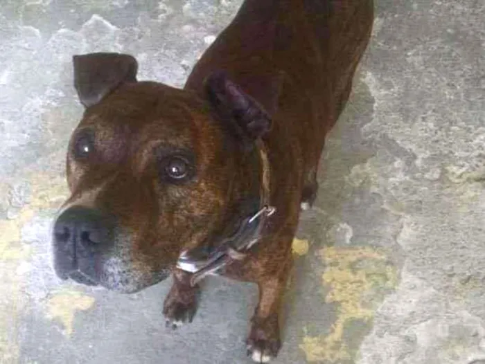 Cachorro raça Pit-Bull idade 6 ou mais anos nome Lion