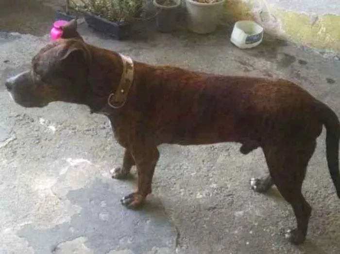 Cachorro raça Pit-Bull idade 6 ou mais anos nome Lion