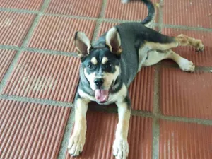 Cachorro raça SRD /MESTIÇO ROTT idade 2 a 6 meses nome DENNIS