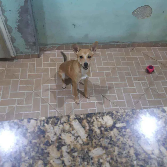 Cachorro ra a Vira lata idade 7 a 11 meses nome Janis Joplis