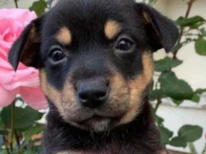 Cachorro raça Linda idade Abaixo de 2 meses nome Kita 