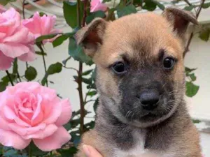 Cachorro raça Linda idade Abaixo de 2 meses nome Lika 