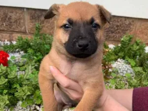 Cachorro raça Linda idade Abaixo de 2 meses nome Pingo d’ouro