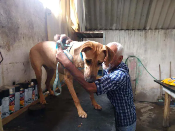 Cachorro ra a Sem ração definida idade 7 a 11 meses nome Doce de Leite - DL