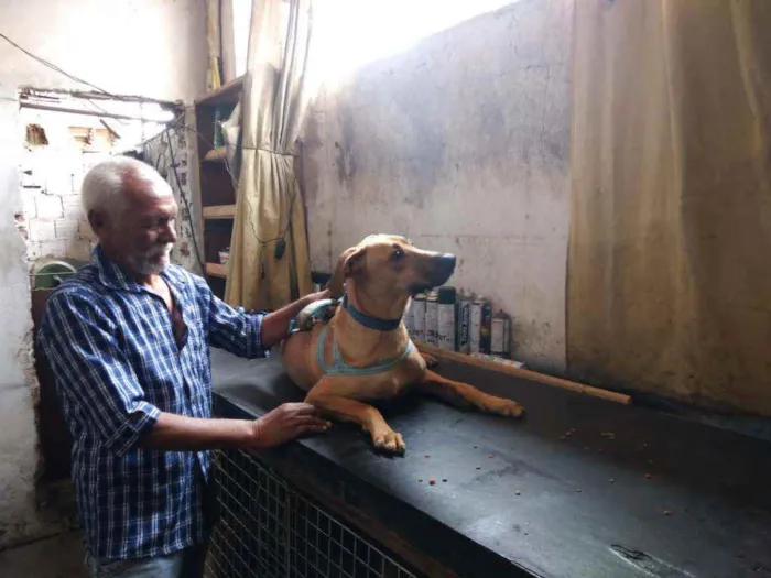 Cachorro ra a Sem ração definida idade 7 a 11 meses nome Doce de Leite - DL