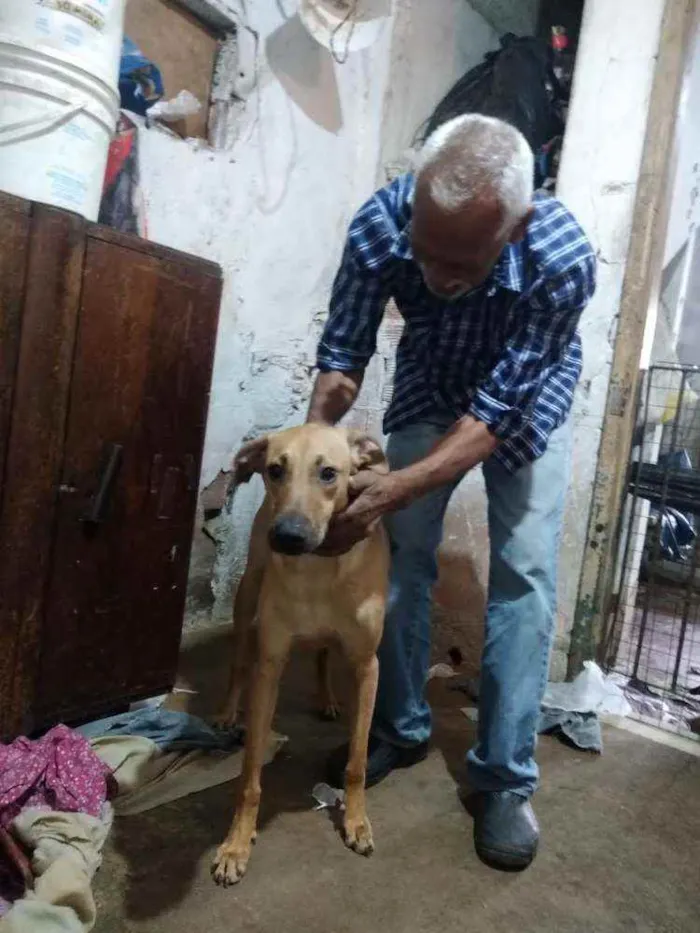 Cachorro ra a Sem ração definida idade 7 a 11 meses nome Doce de Leite - DL