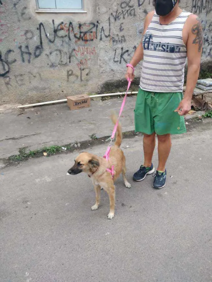 Cachorro ra a SRD-ViraLata idade 7 a 11 meses nome Sapeka