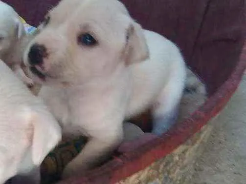 Cachorro ra a SRD idade Abaixo de 2 meses nome Park