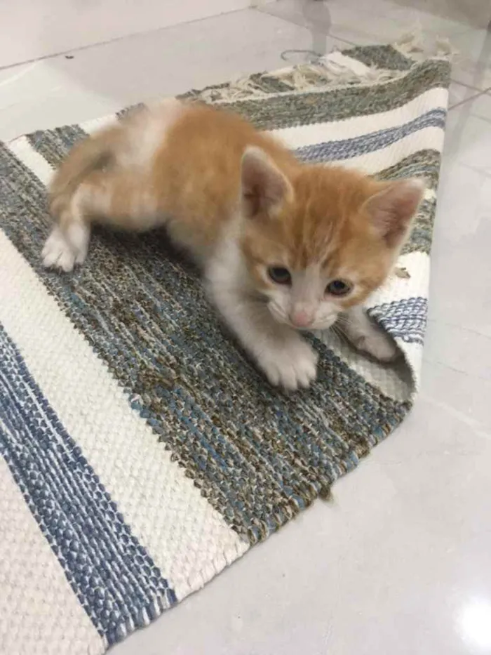 Gato ra a Vira lata  idade 2 a 6 meses nome Recém-nascido 