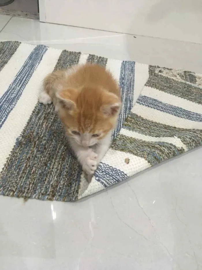 Gato ra a Vira lata  idade 2 a 6 meses nome Recém-nascido 
