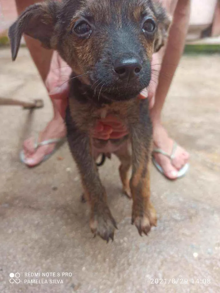 Cachorro raça Viralata idade 2 a 6 meses nome Sem nomes
