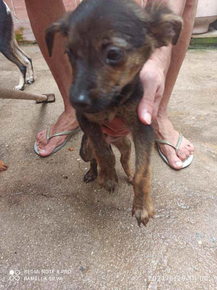Cachorro raça Viralata idade 2 a 6 meses nome Sem nomes