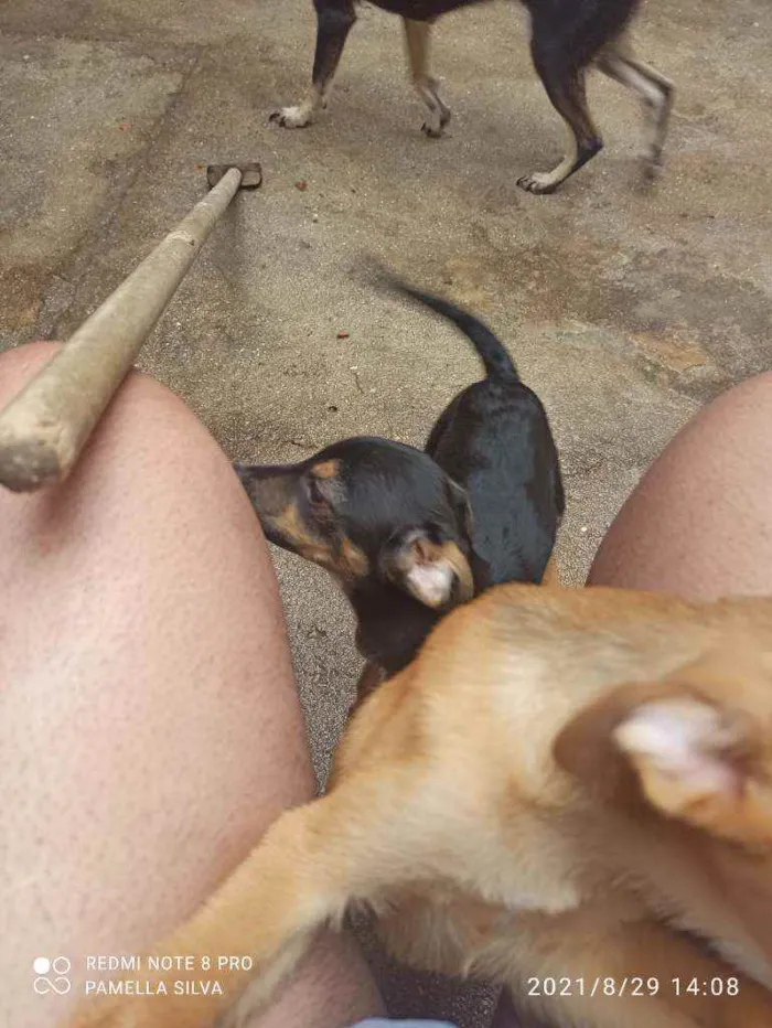 Cachorro raça Viralata idade 2 a 6 meses nome Sem nomes