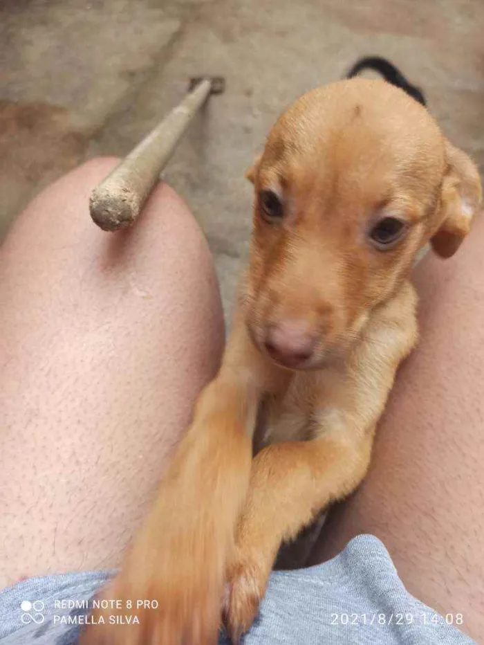 Cachorro raça Viralata idade 2 a 6 meses nome Sem nomes