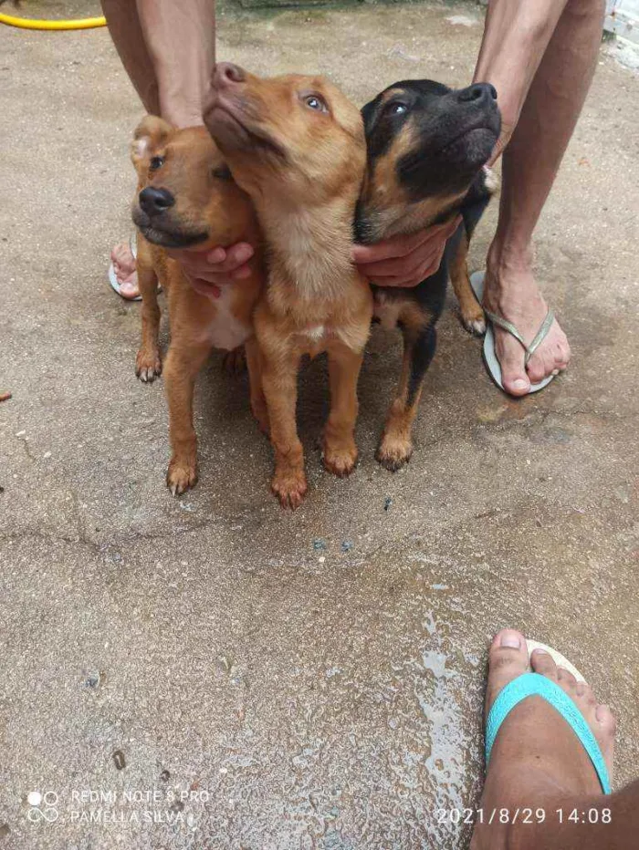 Cachorro raça Viralata idade 2 a 6 meses nome Sem nomes