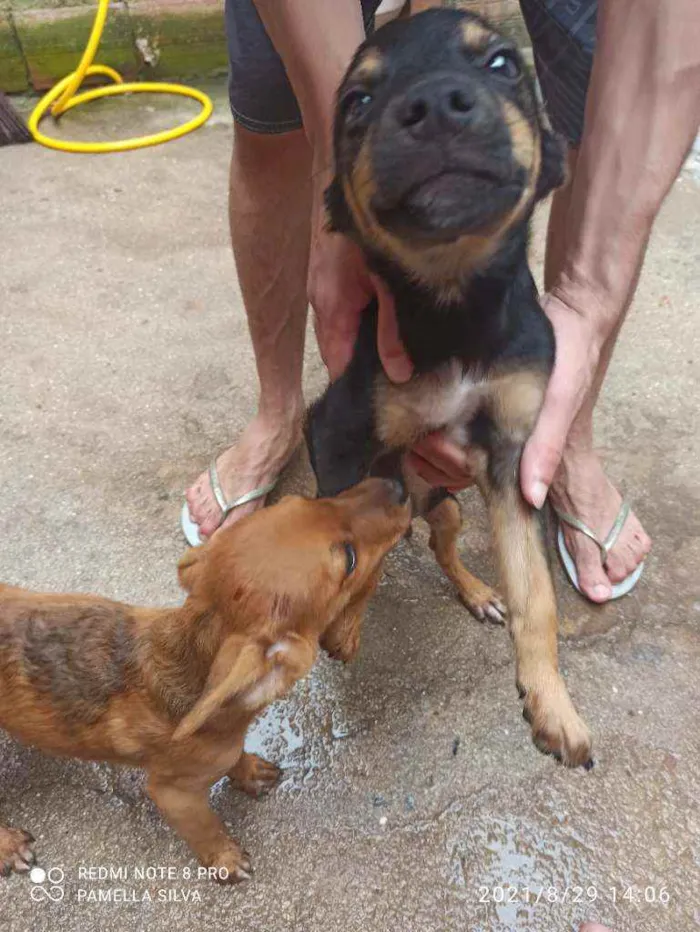 Cachorro raça Viralata idade 2 a 6 meses nome Sem nomes