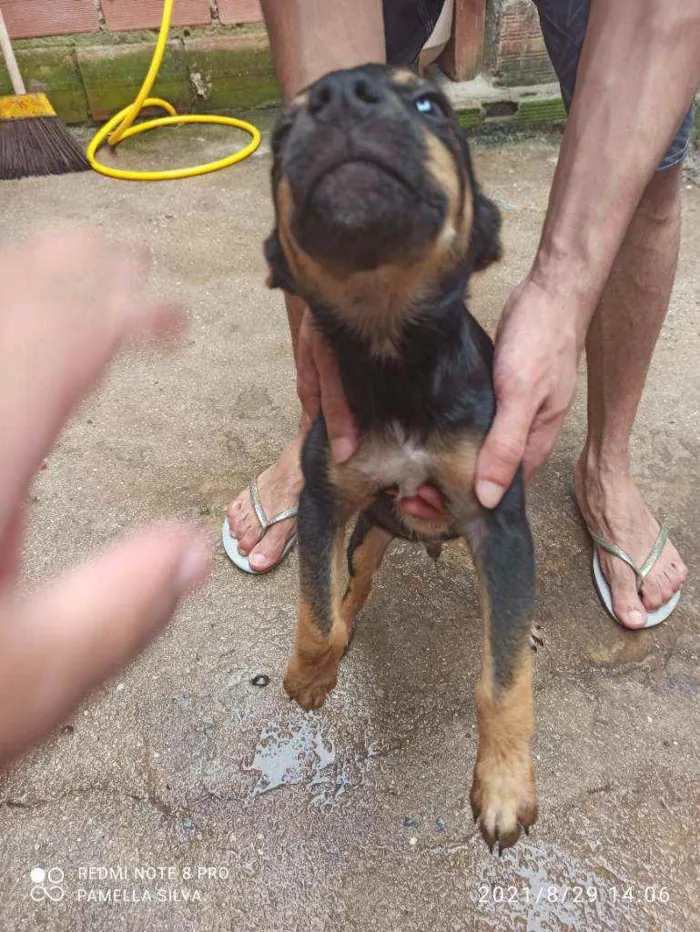 Cachorro raça Viralata idade 2 a 6 meses nome Sem nomes