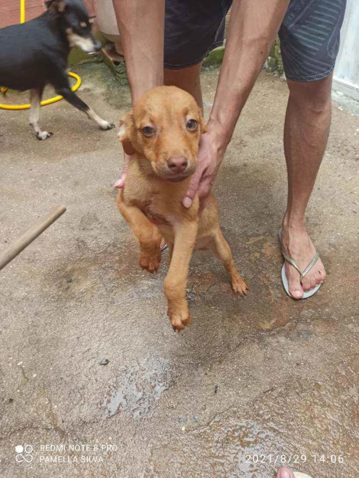 Cachorro raça Viralata idade 2 a 6 meses nome Sem nomes