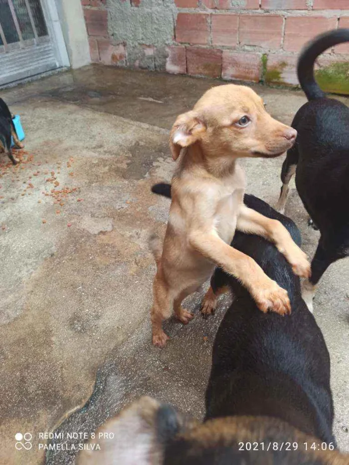 Cachorro raça Viralata idade 2 a 6 meses nome Sem nomes