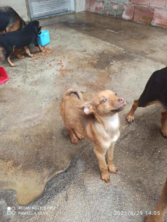 Cachorro raça Viralata idade 2 a 6 meses nome Sem nomes