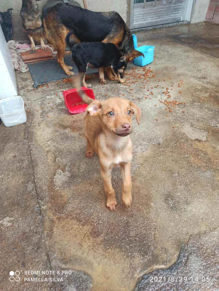 Cachorro raça Viralata idade 2 a 6 meses nome Sem nomes