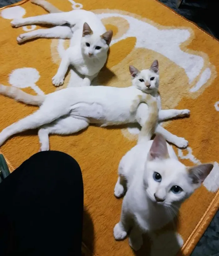 Gato raça SRD-ViraLata idade 2 a 6 meses nome 3 CLARINHAS NA MOOCA