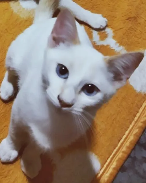 Gato raça SRD-ViraLata idade 2 a 6 meses nome 3 CLARINHAS NA MOOCA