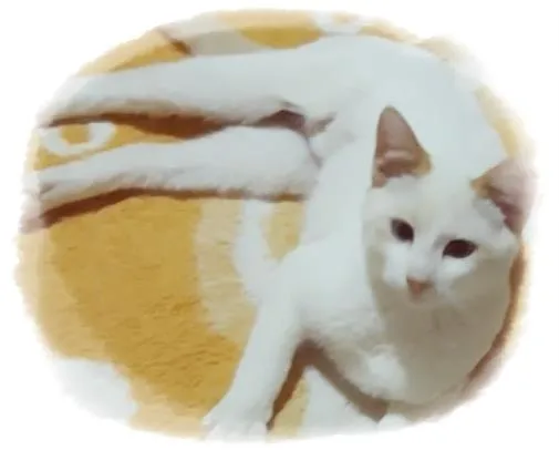 Gato raça SRD-ViraLata idade 2 a 6 meses nome 3 CLARINHAS NA MOOCA