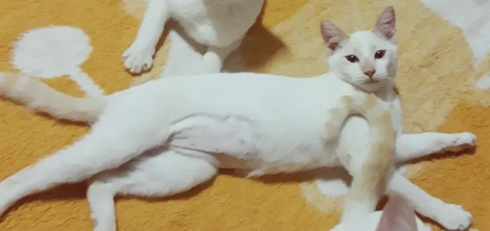 Gato raça SRD-ViraLata idade 2 a 6 meses nome 3 CLARINHAS NA MOOCA