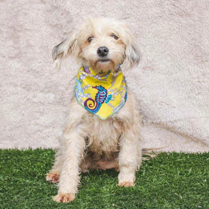 Cachorro ra a SRD idade 1 ano nome Olívia 