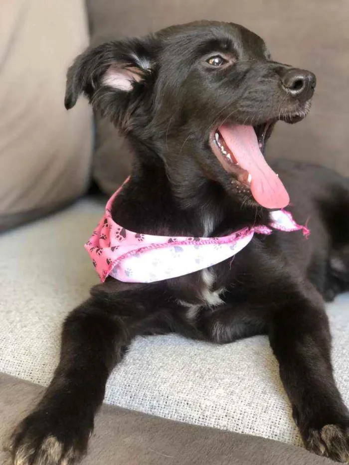 Cachorro ra a SRD idade 7 a 11 meses nome Pirata 