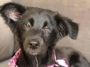Cachorro raça SRD idade 7 a 11 meses nome Pirata 