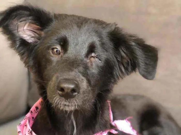 Cachorro ra a SRD idade 7 a 11 meses nome Pirata 