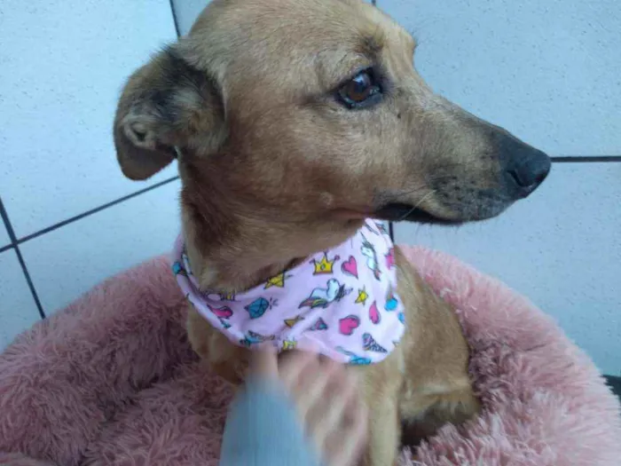 Cachorro raça Srd idade 3 anos nome Sn