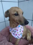 Cachorro raça Srd idade 3 anos nome Sn