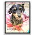 Lilica