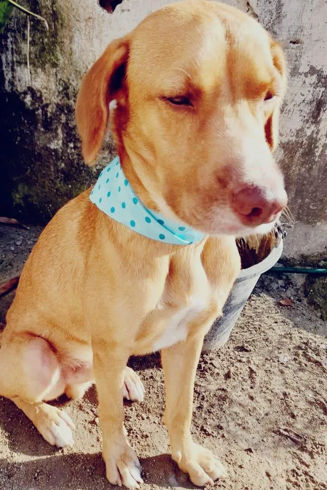 Cachorro ra a SRD-ViraLata idade 2 anos nome Vlad