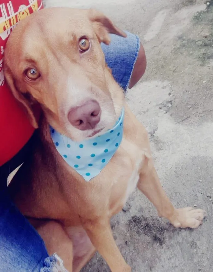 Cachorro ra a SRD-ViraLata idade 2 anos nome Vlad