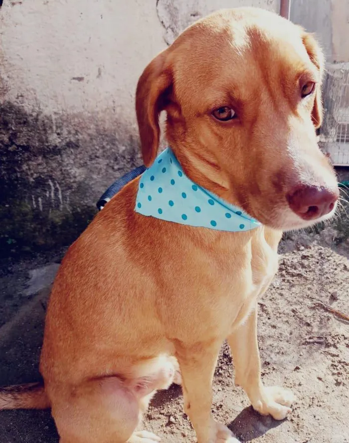 Cachorro ra a SRD-ViraLata idade 2 anos nome Vlad