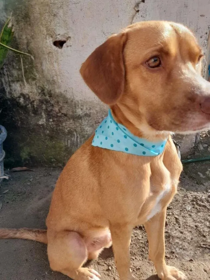 Cachorro ra a SRD-ViraLata idade 2 anos nome Vlad