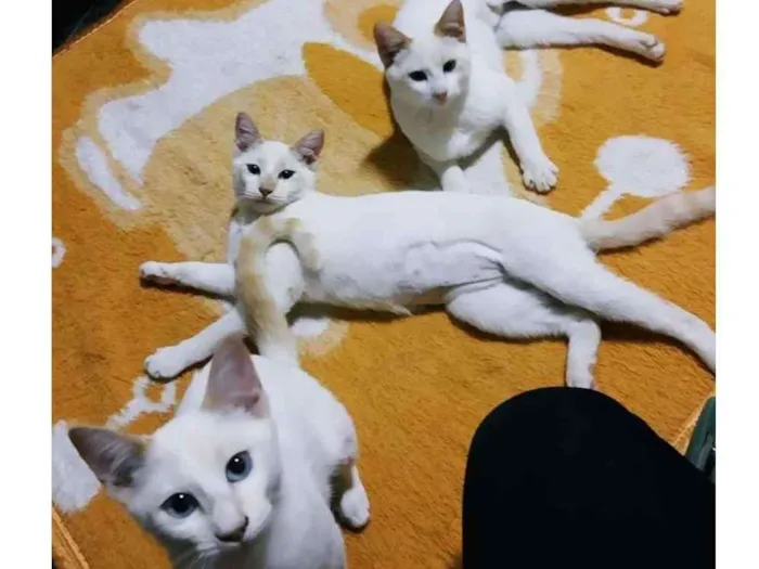 Gato raça SRD-ViraLata idade 2 a 6 meses nome 3 CLARINHAS NA MOOCA