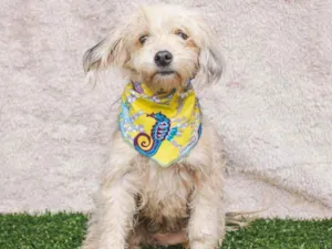 Cachorro raça SRD idade 1 ano nome Olívia 