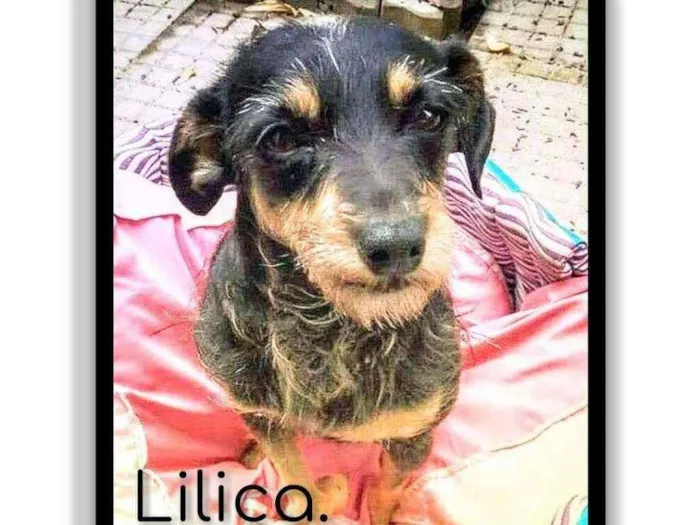 Cachorro ra a Srd idade 6 ou mais anos nome Lilica