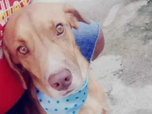 Cachorro raça SRD-ViraLata idade 2 anos nome Vlad