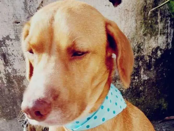 Cachorro ra a SRD-ViraLata idade 2 anos nome Vlad