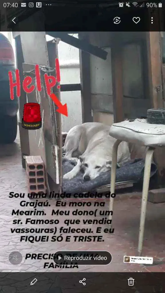 Cachorro ra a Srd idade 6 ou mais anos nome Mel