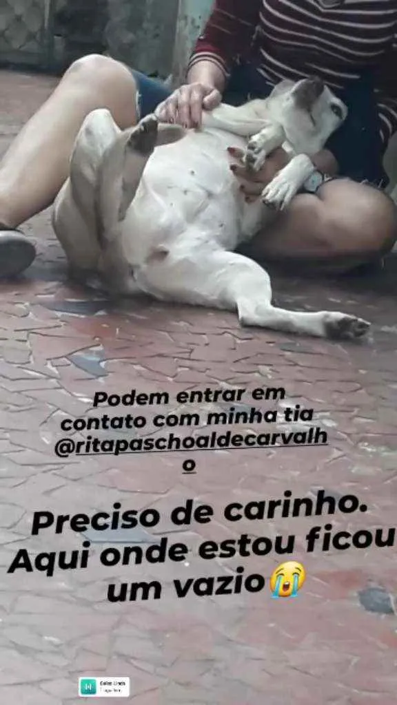 Cachorro ra a Srd idade 6 ou mais anos nome Mel