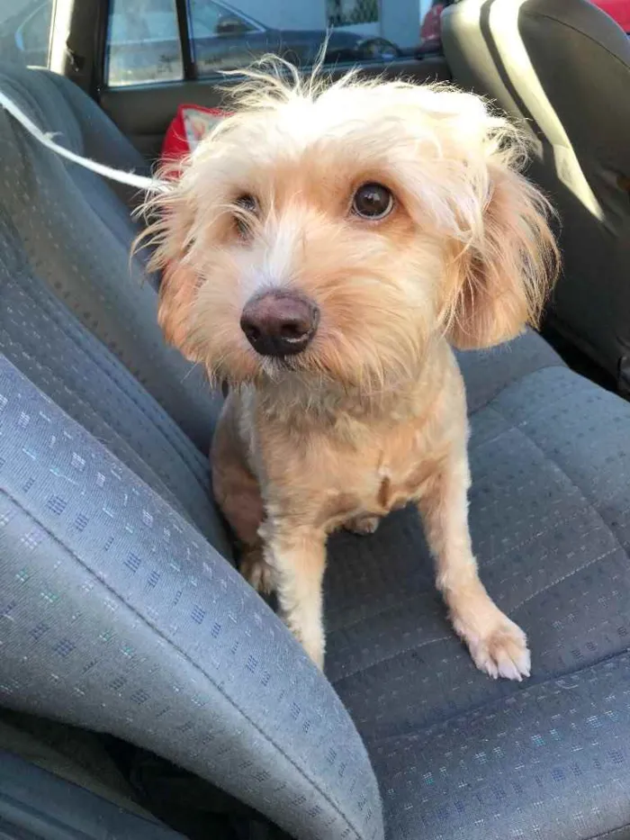 Cachorro ra a Mix poodle idade  nome Flor